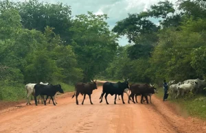 Machete-wielding herders kill 17 women, children in Chad