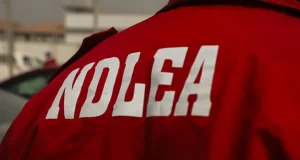 NDLEA busts Colorado cannabis lab in Ibadan, seizes drugs nationwide