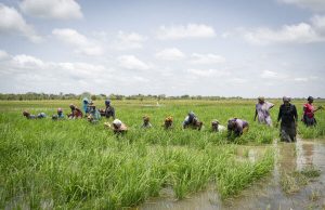 Agric loan misuse forced FG to waive rice import duties – Ahmad