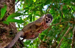 Ecuadorian Amazon Rainforest: Hidden Gems, Eco-Lodges and Indigenous Cultures