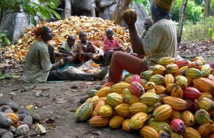 Cocoa farmers seek inclusion in AU cocoa development plan
