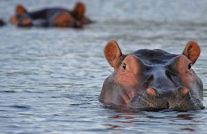 Displaced hippos kill one, attack communities in Adamawa