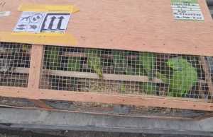 Customs intercepts 1,600 exotic birds at Lagos airport