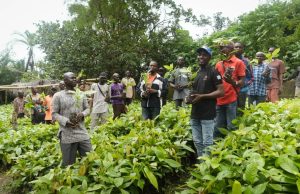 Firm distributes 266,000 cocoa seedlings to over 9,000 farmers
