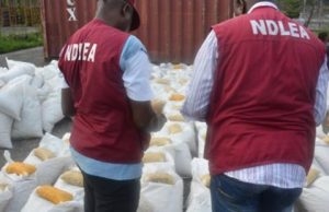 NDLEA raids 71.5-hectare cannabis farm in Taraba, destroys 178,750kg harvest