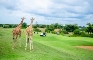 Kenya Golf Holidays: Where Championship Greens Meet Safari Adventures