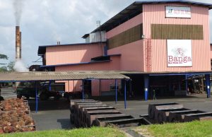 Okomu Oil declares special dividend as nine-month profit more than doubles