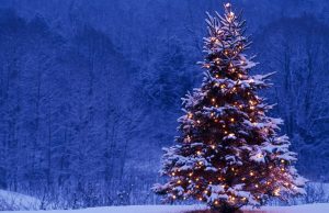 Price check: What Christmas trees really cost in Nigeria in 2025