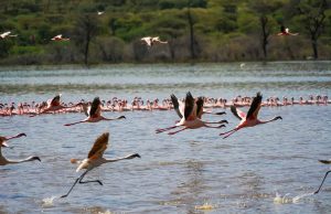 How to Experience Lake Bogoria’s Hot Springs and Flamingos