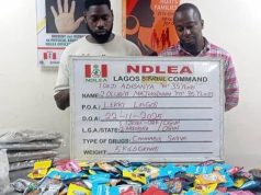 NDLEA uncovers Canadian Loud disguised as Christmas cookies, arrests distributors in Lagos