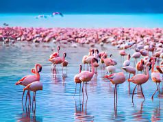 How to Plan the Perfect Day Trip to Lake Nakuru