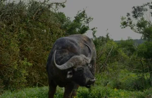 Tsavo East vs Tsavo West National Park: Which One Should You Visit?