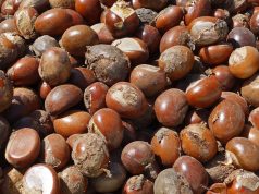 Tinubu extends ban on raw shea nut export