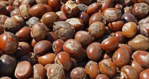 Tinubu extends ban on raw shea nut export