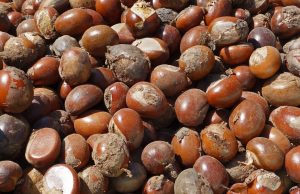 Tinubu extends ban on raw shea nut export